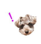 すこやかdog（個別スタンプ：11）