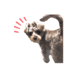 すこやかdog（個別スタンプ：13）