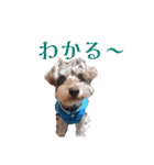 すこやかdog（個別スタンプ：15）