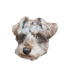 すこやかdog（個別スタンプ：16）