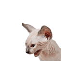 スフィンクス猫のスルタン（個別スタンプ：4）