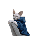 スフィンクス猫のスルタン（個別スタンプ：32）