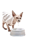 スフィンクス猫のスルタン（個別スタンプ：38）
