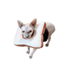 スフィンクス猫のスルタン（個別スタンプ：39）