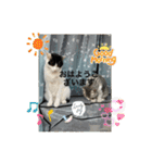 優しい猫に癒やされるスタンプ（個別スタンプ：2）