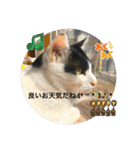 優しい猫に癒やされるスタンプ（個別スタンプ：3）