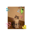 優しい猫に癒やされるスタンプ（個別スタンプ：4）