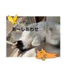 優しい猫に癒やされるスタンプ（個別スタンプ：5）