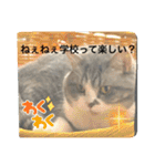 優しい猫に癒やされるスタンプ（個別スタンプ：6）