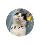 優しい猫に癒やされるスタンプ（個別スタンプ：7）