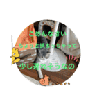 優しい猫に癒やされるスタンプ（個別スタンプ：8）