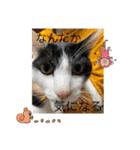 優しい猫に癒やされるスタンプ（個別スタンプ：9）