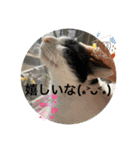 優しい猫に癒やされるスタンプ（個別スタンプ：11）