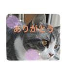 優しい猫に癒やされるスタンプ（個別スタンプ：12）