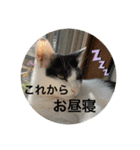 優しい猫に癒やされるスタンプ（個別スタンプ：13）