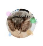 優しい猫に癒やされるスタンプ（個別スタンプ：14）
