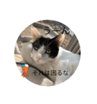 優しい猫に癒やされるスタンプ（個別スタンプ：15）