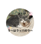 優しい猫に癒やされるスタンプ（個別スタンプ：16）