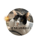 優しい猫に癒やされるスタンプ（個別スタンプ：17）