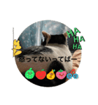 優しい猫に癒やされるスタンプ（個別スタンプ：19）