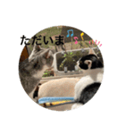 優しい猫に癒やされるスタンプ（個別スタンプ：20）