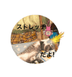 優しい猫に癒やされるスタンプ（個別スタンプ：22）