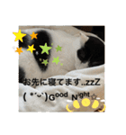 優しい猫に癒やされるスタンプ（個別スタンプ：23）