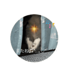 優しい猫に癒やされるスタンプ（個別スタンプ：24）