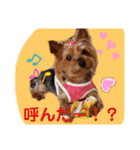 推しヨーキースタンプ はる（個別スタンプ：1）