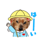 推しヨーキースタンプ はる（個別スタンプ：3）