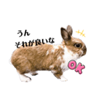 うさぎのかぴやん日常編（個別スタンプ：4）