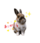 うさぎのかぴやん日常編（個別スタンプ：5）