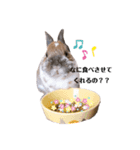 うさぎのかぴやん日常編（個別スタンプ：6）