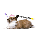 うさぎのかぴやん日常編（個別スタンプ：7）