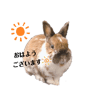 うさぎのかぴやん日常編（個別スタンプ：8）