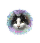 猫のお時間にゃ〜（個別スタンプ：3）