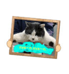 猫のお時間にゃ〜（個別スタンプ：5）