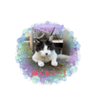 猫のお時間にゃ〜（個別スタンプ：7）
