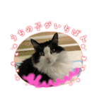猫のお時間にゃ〜（個別スタンプ：8）