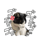 猫のお時間にゃ〜（個別スタンプ：11）