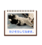 猫のお時間にゃ〜（個別スタンプ：16）