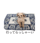 ティーカップまりんスタンプ（個別スタンプ：14）