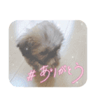 うたちゃんの日々の生活（個別スタンプ：12）