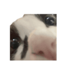 ねこ探してます（個別スタンプ：1）