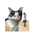 ねこ探してます（個別スタンプ：2）