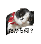 ねこ探してます（個別スタンプ：4）