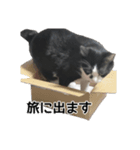 ねこ探してます（個別スタンプ：5）