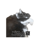 ねこ探してます（個別スタンプ：6）