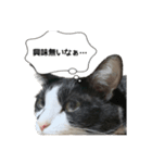 ねこ探してます（個別スタンプ：7）