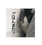 ねこ探してます（個別スタンプ：8）